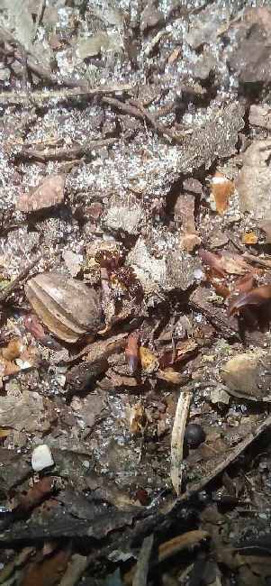 Flight image for Myrmica sp. on 17 Aug 2025