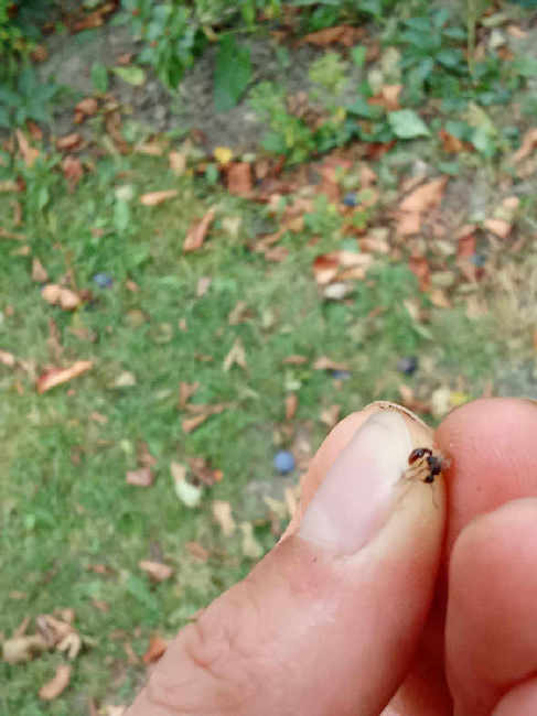 Flight image for Myrmica sp. on 30 Aug 2025