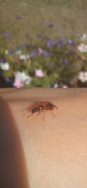 Flight image for Myrmica sp. on 14 Aug 2025