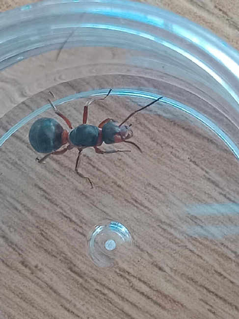 Flight image for Formica rufa group on 8 Sept 2025