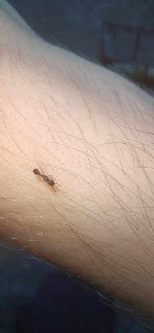 Flight image for Strongylognathus testaceus on 10 Aug 2025