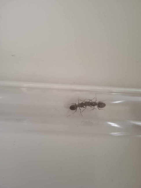 Flight image for Lasius umbratus group on 12 Jul 2025