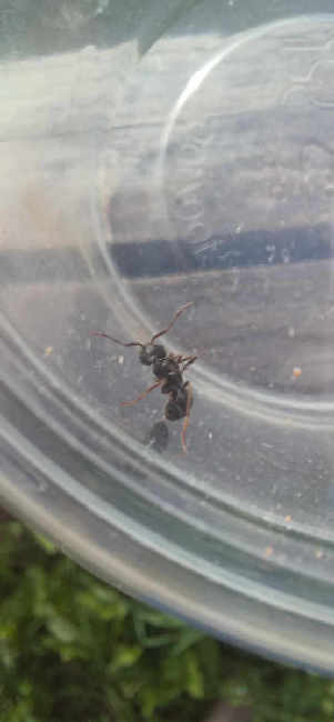 Flight image for Lasius fuliginosus on 13 Aug 2025