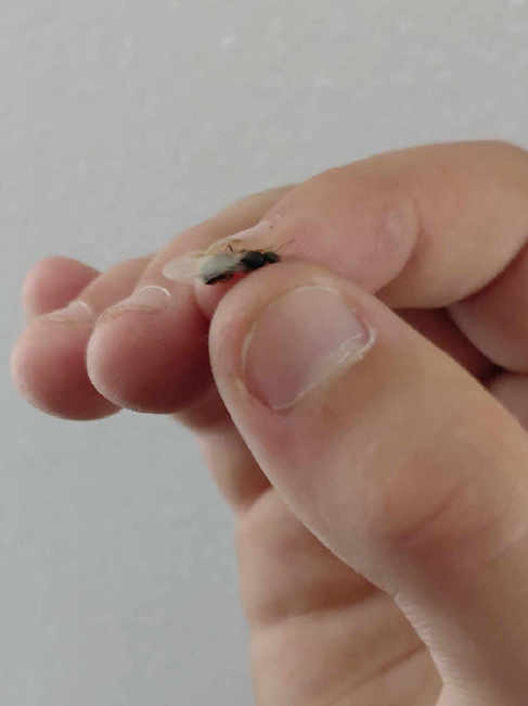 Flight image for Lasius niger group on 26 Jun 2025