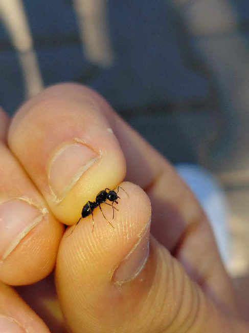 Flight image for Lasius fuliginosus on 25 Jun 2025