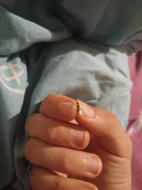 Flight image for Myrmica sp. on 9 Aug 2025