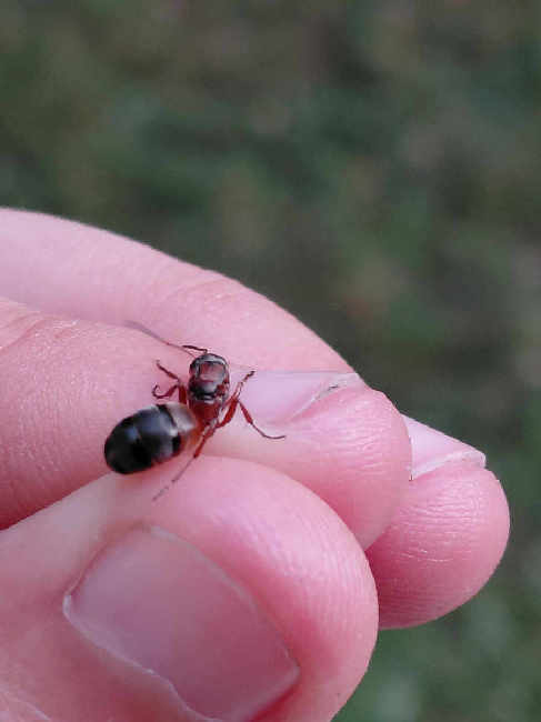 Flight image for Formica rufibarbis on 25 Jun 2025
