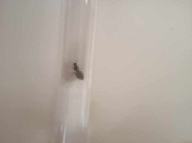 Flight image for Lasius niger group on 12 Jul 2025