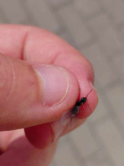 Flight image for Lasius fuliginosus on 26 Jun 2025