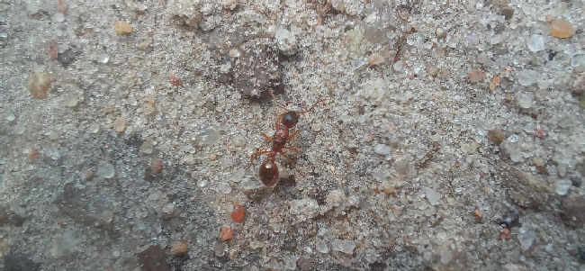 Flight image for Myrmica rubra on 30 Jul 2025