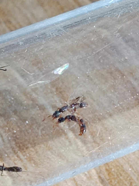 Flight image for Ponera coarctata on 5 Sept 2025