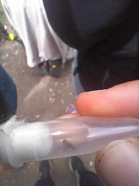 Flight image for Myrmica cf. schencki on 23 Aug 2025