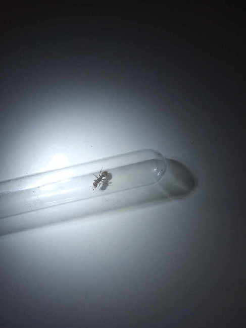 Flight image for Polyergus rufescens on 20 Jul 2025