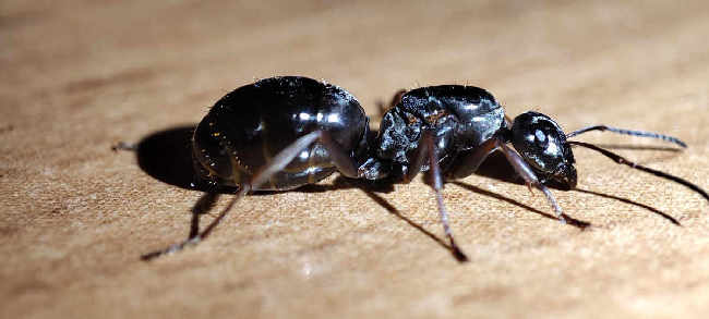 Flight image for Formica fusca on 15 Jul 2025