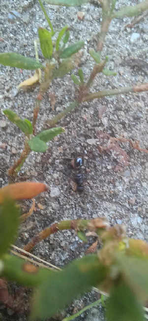 Flight image for Tetramorium caespitum on 8 Aug 2025