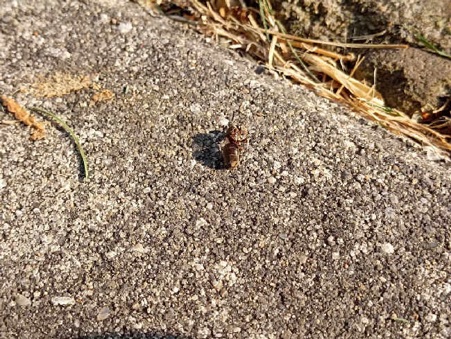 Flight image for Lasius niger group on 20 Aug 2025