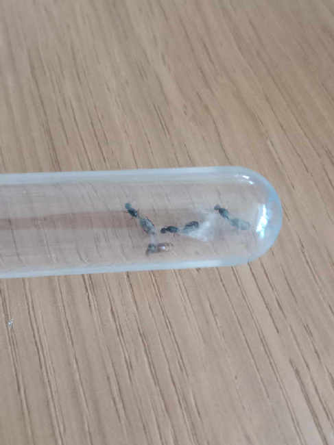 Flight image for Solenopsis fugax on 28 Aug 2025