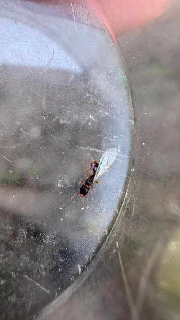 Flight image for Strongylognathus testaceus on 8 Aug 2025