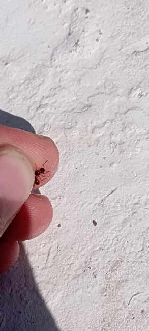 Flight image for Myrmica sp. on 28 Aug 2025