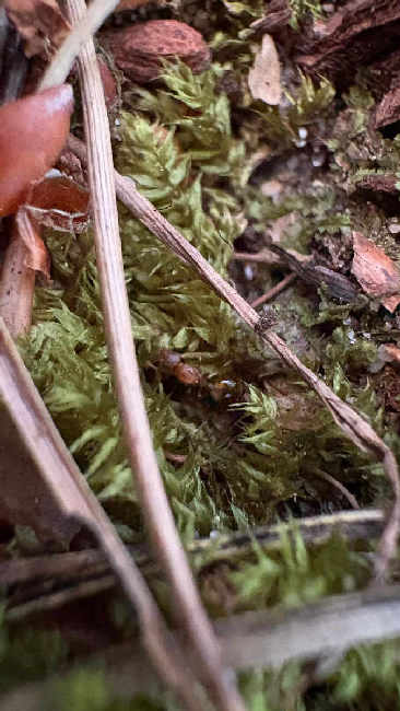 Flight image for Temnothorax nylanderi on 10 Aug 2025