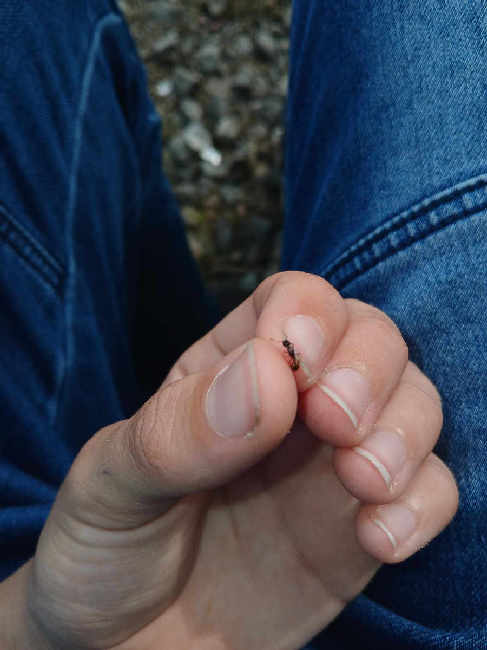 Flight image for Myrmica sp. on 9 Sept 2025