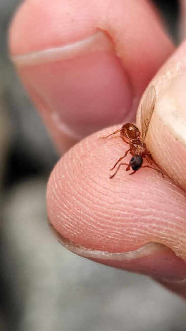 Flight image for Myrmica sp. on 27 Aug 2025