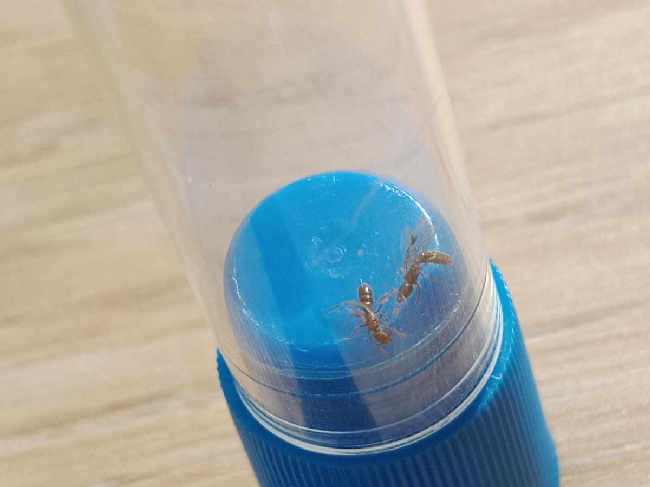 Flight image for Ponera coarctata on 3 Sept 2025