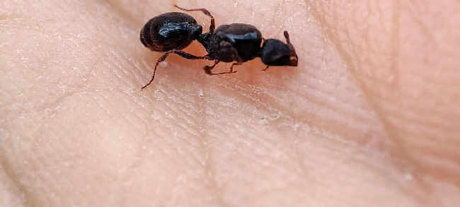 Flight image for Tetramorium sp. on 23 Jul 2025