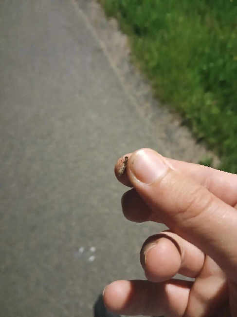 Flight image for Lasius emarginatus on 9 Aug 2025