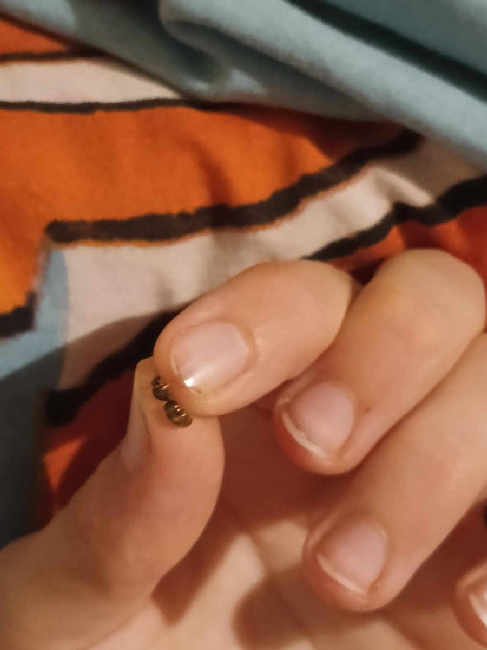 Flight image for Lasius flavus on 9 Aug 2025