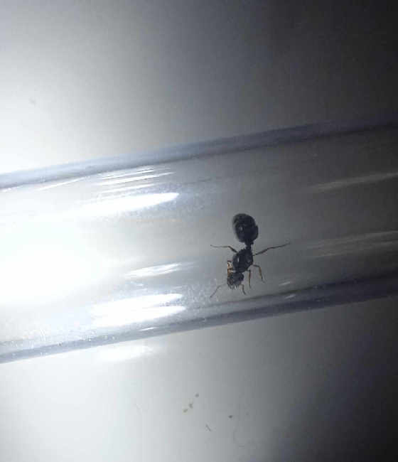 Flight image for Tetramorium caespitum on 6 Jul 2025