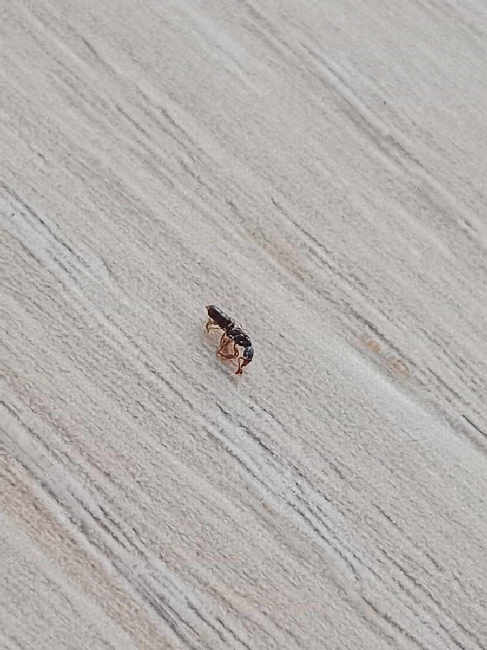 Flight image for Ponera coarctata on 13 Sept 2025