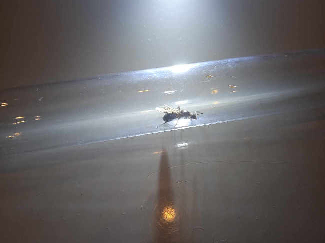 Flight image for Formica cf. rufibarbis on 5 Jul 2025