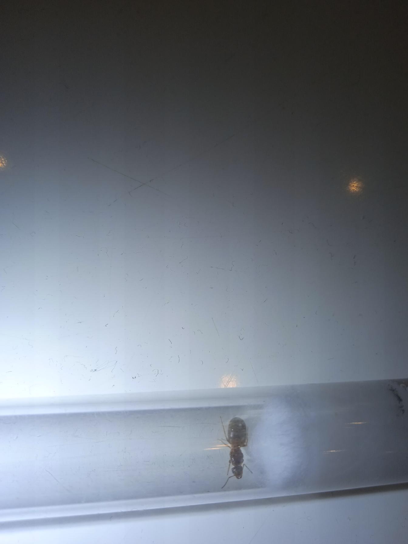 Lasius cf. emarginatus