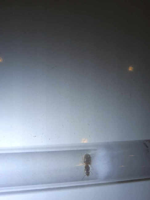 Flight image for Lasius cf. emarginatus on 13 Jul 2025