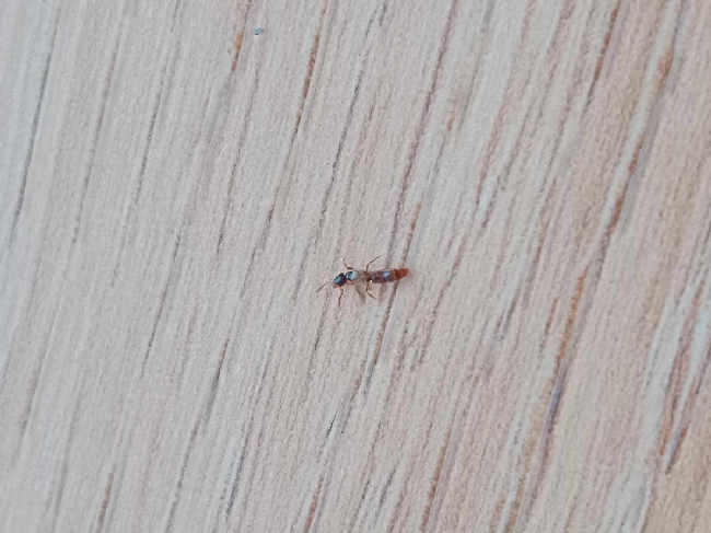 Flight image for Ponera coarctata on 30 Aug 2025