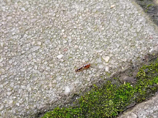 Flight image for Solenopsis fugax on 10 Sept 2025