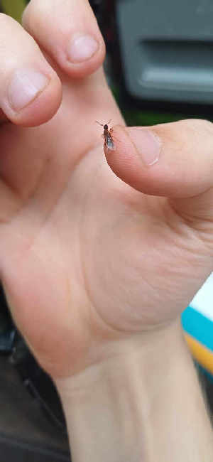 Flight image for Myrmica rubra on 8 Aug 2025