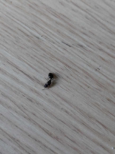 Flight image for Tetramorium cf. impurum on 18 Jun 2025