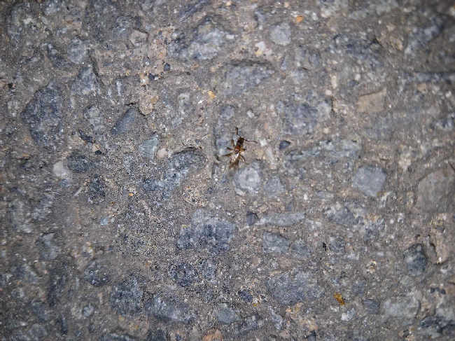 Flight image for Myrmica sp. on 13 Aug 2025