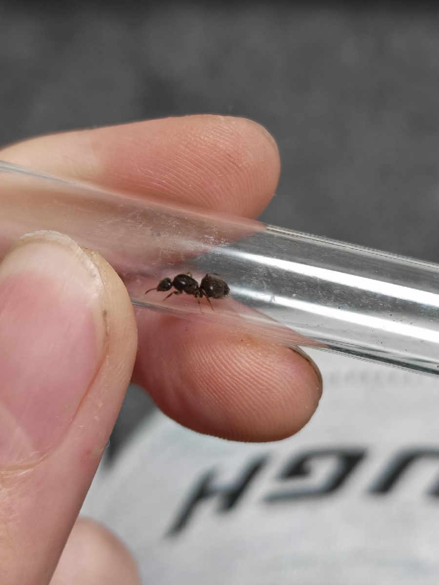 Flight image for Lasius niger group on 2 Mar 2026