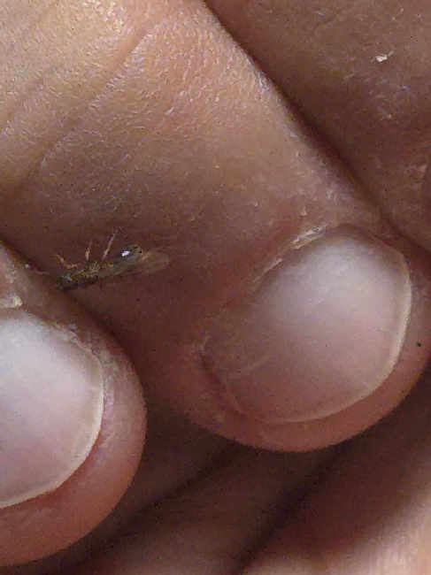 Flight image for Myrmica rubra on 24 Sept 2025