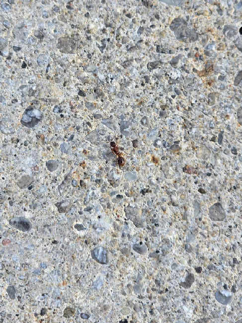 Flight image for Myrmica rubra on 25 Sept 2025