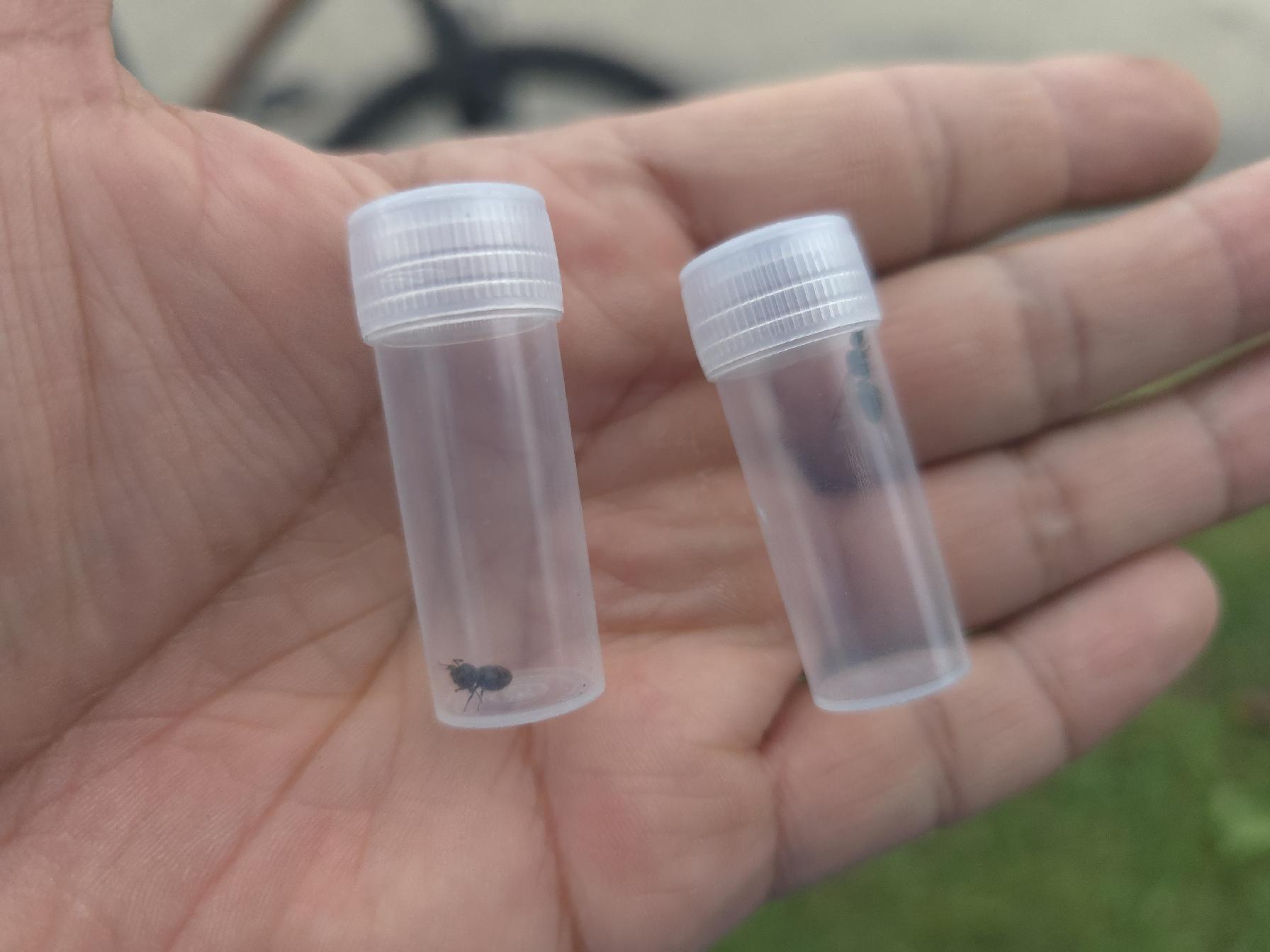 Crematogaster cerasi