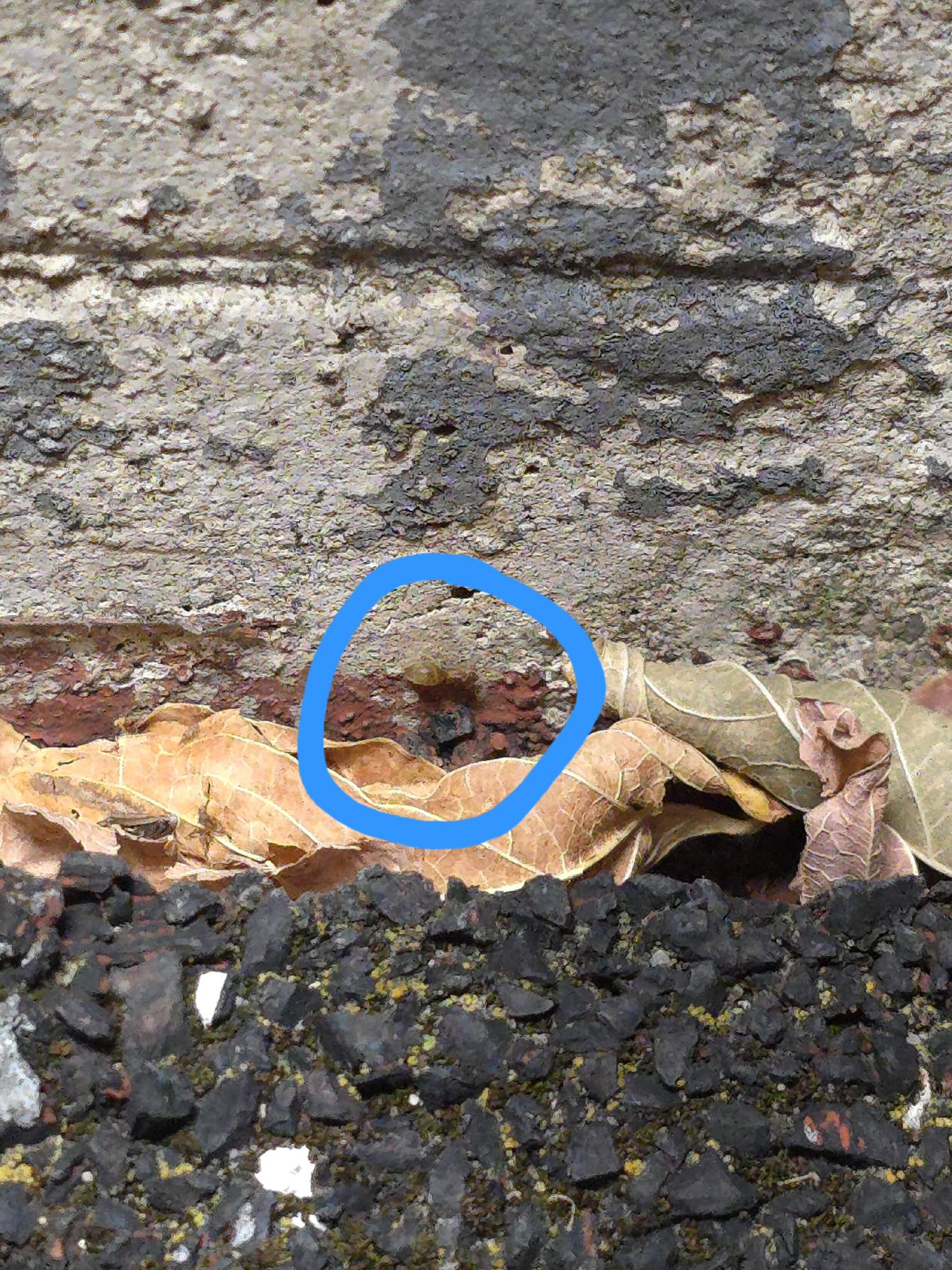 Brachymyrmex depilis