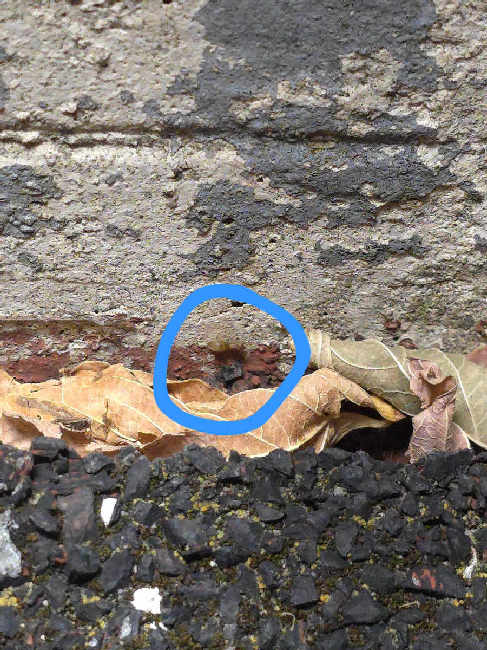 Flight image for Brachymyrmex depilis on 15 Sept 2025