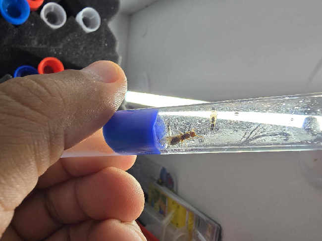 Flight image for Lasius Claviger  on 22 Sept 2025