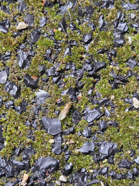 Flight image for Solenopsis molesta on 22 Sept 2025