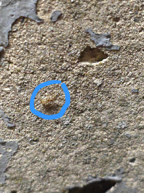 Flight image for Brachymyrmex depilis on 17 Sept 2025