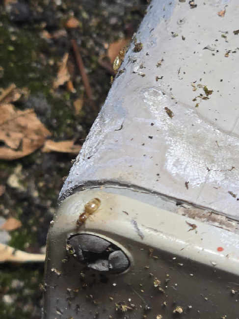 Flight image for Brachymyrmex depilis on 22 Sept 2025